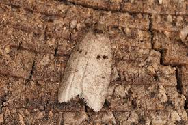 Attēlu rezultāti vaicājumam “Luquetia lobella”