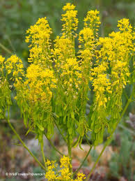 Image result for Isatis tinctoria