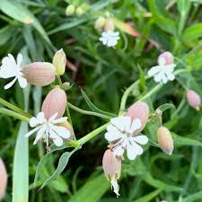 Attēlu rezultāti vaicājumam “Silene vulgaris leaf”