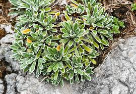 Image result for Steinbrech