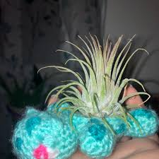 Image result for tillandsia umbellata