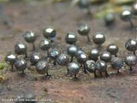 Attēlu rezultāti vaicājumam “Lamproderma gulielmae”