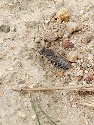 Attēlu rezultāti vaicājumam “Phosphaenus hemipterus male”