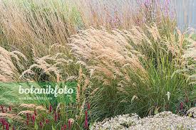 Attēlu rezultāti vaicājumam “Calamagrostis purpurea fruit”