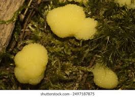 Attēlu rezultāti vaicājumam “Stemonitis foliicola plasmodium”