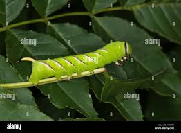Attēlu rezultāti vaicājumam “Sphinx ligustri larva”