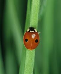 Attēlu rezultāti vaicājumam “Adalia bipunctata imago”