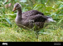 Attēlu rezultāti vaicājumam “Anser anser juvenile”