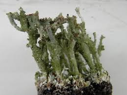 Attēlu rezultāti vaicājumam “Cladonia ramulosa”