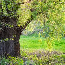 Attēlu rezultāti vaicājumam “Salix x fragilis”