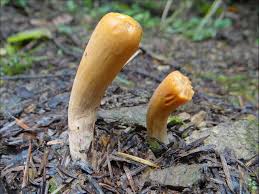 Attēlu rezultāti vaicājumam “Clavariadelphus pistillaris”