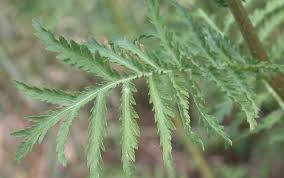 Image result for Tanacetum vulgare