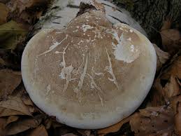 Attēlu rezultāti vaicājumam “Piptoporus betulinus”