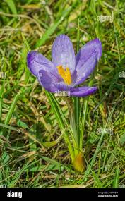 Attēlu rezultāti vaicājumam “Crocus vernus subsp. vernus”