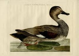 Attēlu rezultāti vaicājumam “Anas strepera female”