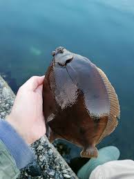 Image result for Limanda limanda