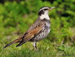 Image result for Turdus eunomus