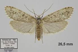 Attēlu rezultāti vaicājumam “Diurnea fagella”
