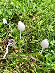 Attēlu rezultāti vaicājumam “Badhamiopsis praetermissa spores”