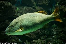 Image result for Lutjanus alexandrei