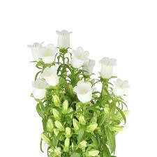 Image result for Campanula medium