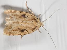 Attēlu rezultāti vaicājumam “Agonopterix aranella”