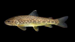Image result for Salvelinus faroensis