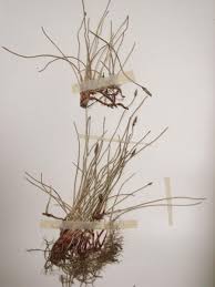 Attēlu rezultāti vaicājumam “Eleocharis uniglumis fruit”