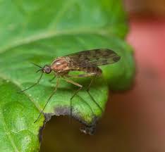 Attēlu rezultāti vaicājumam “Sylvicola sp.”