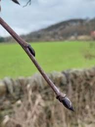 Attēlu rezultāti vaicājumam “Sorbus aucuparia bud”