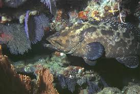 Image result for Dermatolepis inermis