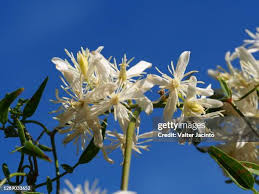 Attēlu rezultāti vaicājumam “Ranunculus flammula flower”