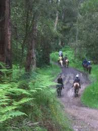 Image result for Abinger Forest Riding Club