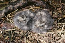 Attēlu rezultāti vaicājumam “Caprimulgus europaeus juvenile”