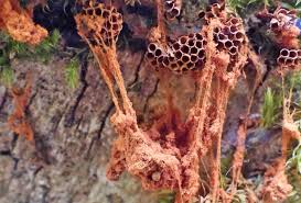 Attēlu rezultāti vaicājumam “Hemitrichia sordivesiculosa sessile”