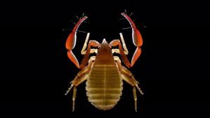 Attēlu rezultāti vaicājumam “Chelifer cancroides”