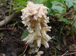 Attēlu rezultāti vaicājumam “Lathraea squamaria bud”