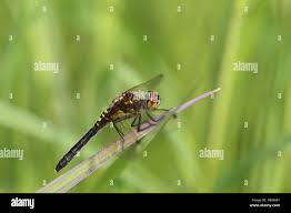 Attēlu rezultāti vaicājumam “Leucorrhinia albifrons female”