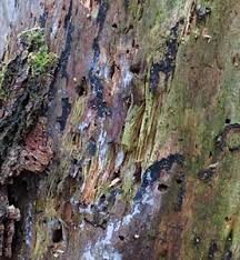 Attēlu rezultāti vaicājumam “Phronia sp.”