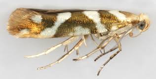Attēlu rezultāti vaicājumam “Argyresthia goedartella”