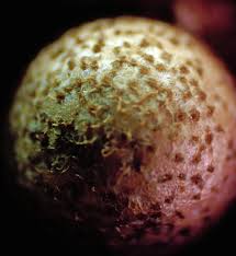 Attēlu rezultāti vaicājumam “Lycogala ustulatum macro”