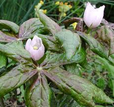 Attēlu rezultāti vaicājumam “Podophyllum hexandrum flower”