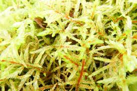 Attēlu rezultāti vaicājumam “Pleurozium schreberi”