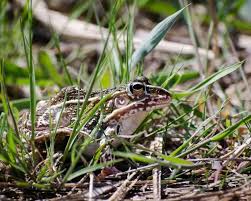 Attēlu rezultāti vaicājumam “Pelophylax adult”