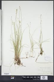 Attēlu rezultāti vaicājumam “Carex disperma”