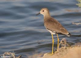 Image result for Vanellus leucurus