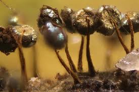 Attēlu rezultāti vaicājumam “Physarum flavicomum macro”