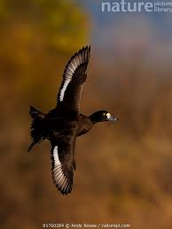 Attēlu rezultāti vaicājumam “Aythya fuligula male”