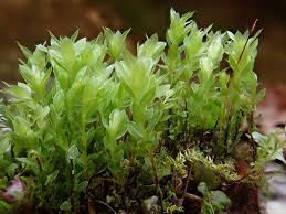 Attēlu rezultāti vaicājumam “Mnium marginatum”