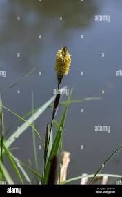 Attēlu rezultāti vaicājumam “Carex acuta leaf”
